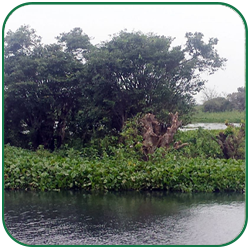 Rajibul Research Project 1.5